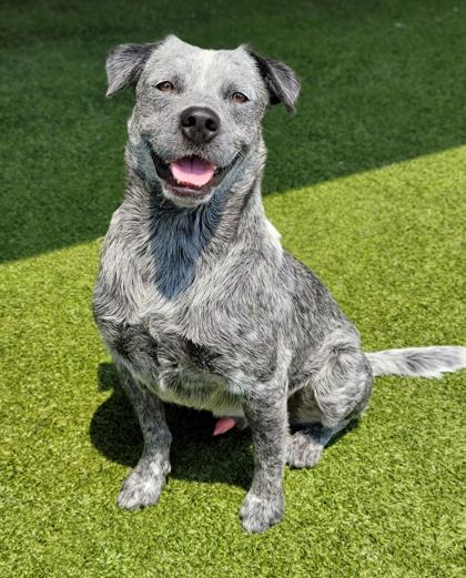 Main Photo of this Dog