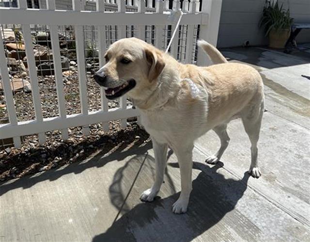 Main Photo of this Dog