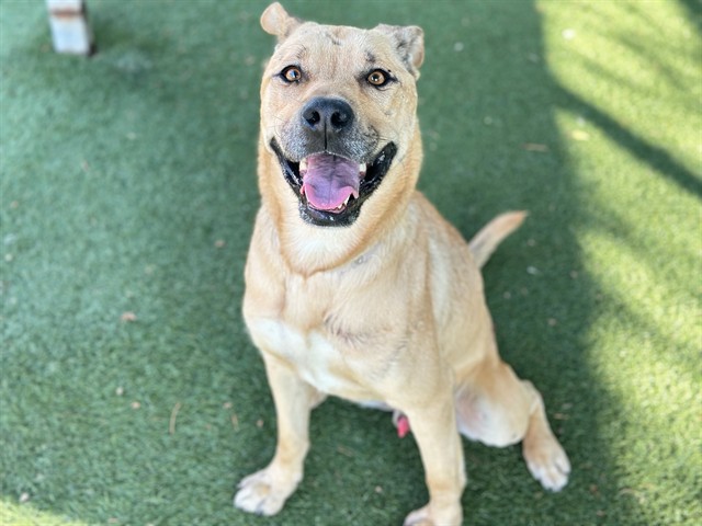 Floyd (Nero), a German Shepherd, available for adoption