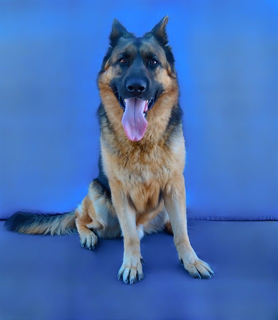 Freddy, a German Shepherd, available for adoption