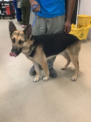 Rocky, a German Shepherd, available for adoption