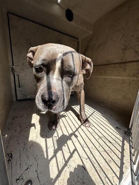 A478223, a Pit Bull Terrier, available for adoption