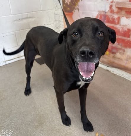 Bubbles, a Labrador Retriever (mix breed), available for adoption
