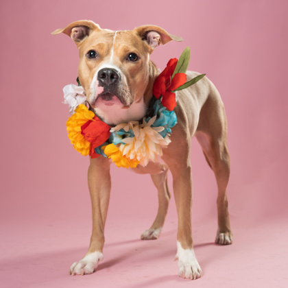 Chloe4, a Terrier, available for adoption