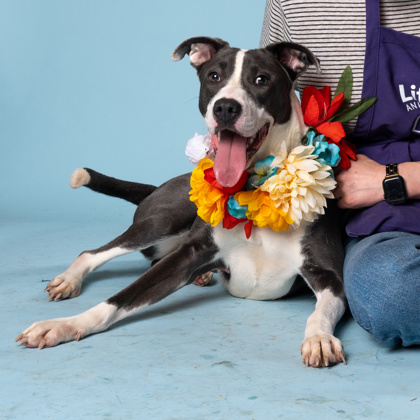 Crown E, a Terrier, available for adoption