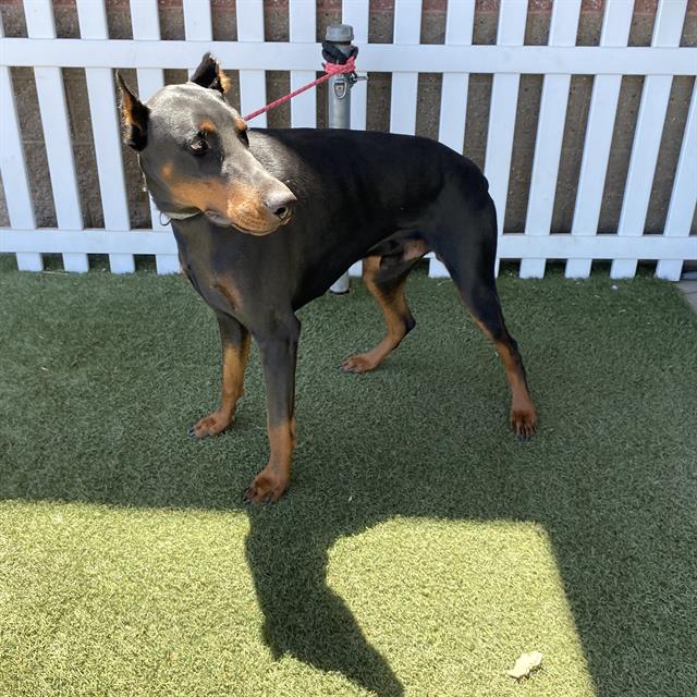 Andres, a Doberman Pinscher, available for adoption