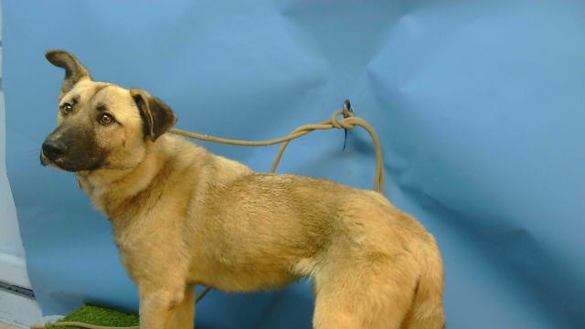 Timon, a German Shepherd, available for adoption