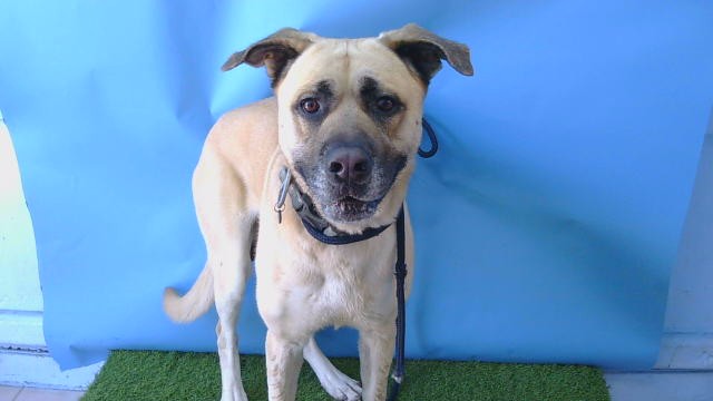 Timon, a German Shepherd, available for adoption