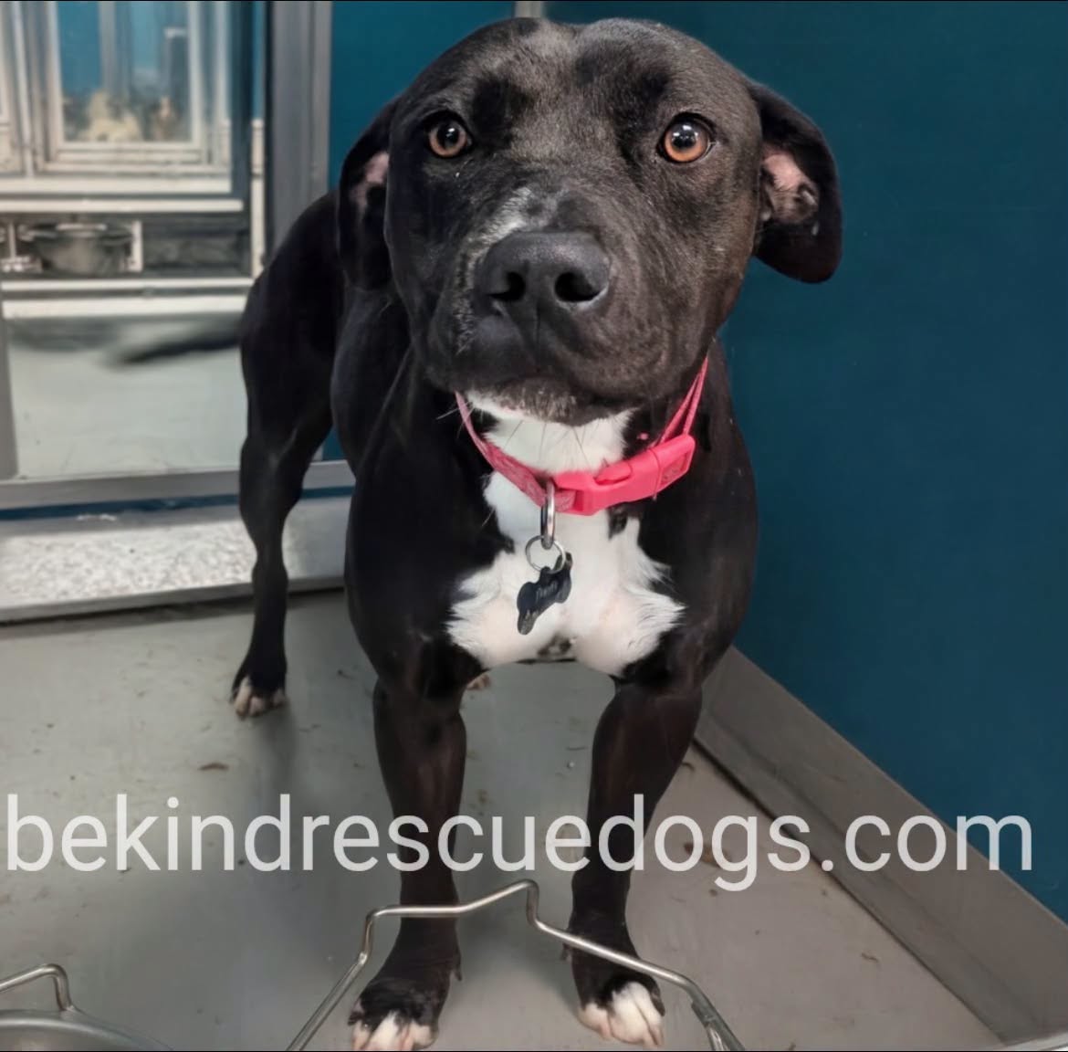 Penny, a Pit Bull Terrier, available for adoption