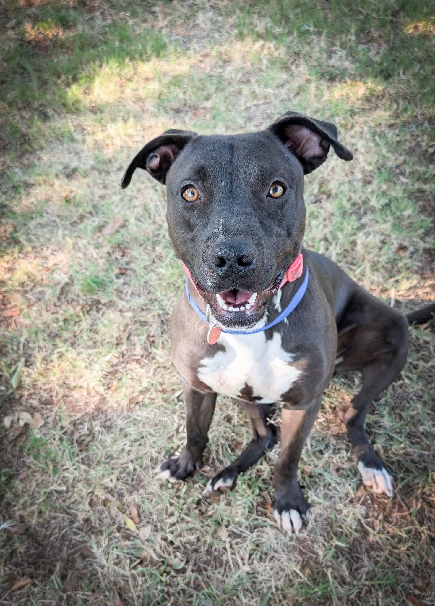 Adoptable pet photo