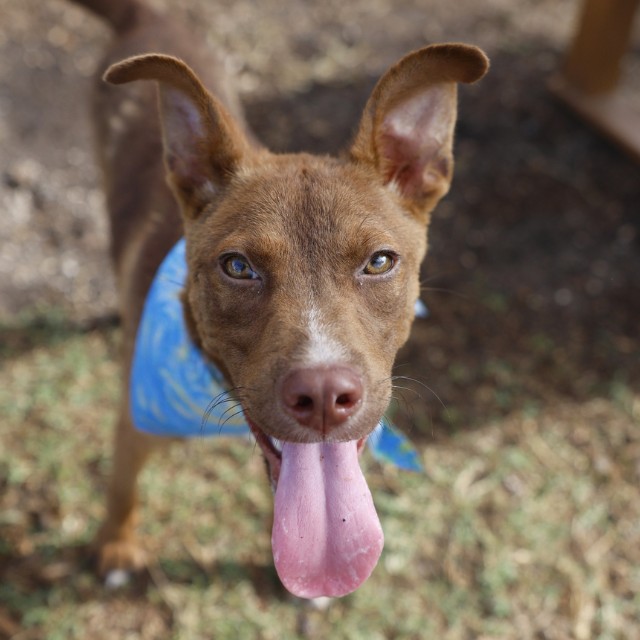 Stanley, a American Staffordshire Terrier (mix breed), available for adoption