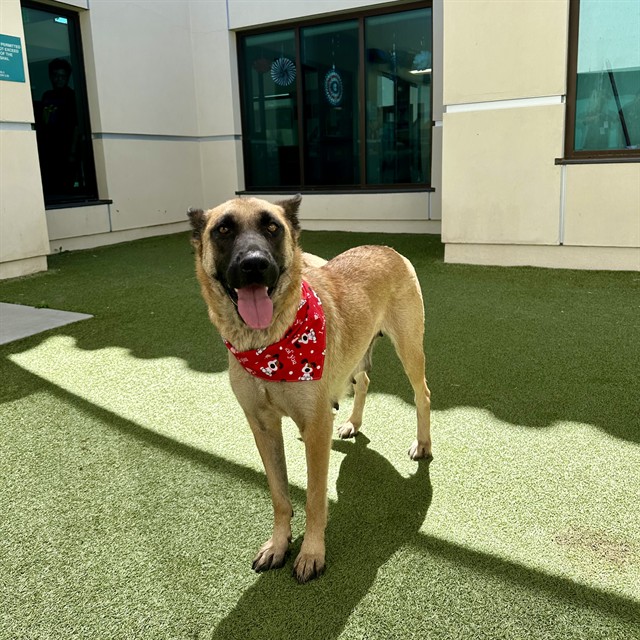 Mello, a German Shepherd, available for adoption
