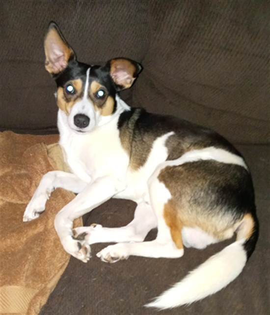 Rossko, a Rat Terrier, available for adoption