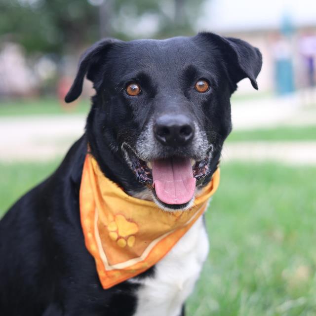 Ferb, a Retriever, available for adoption