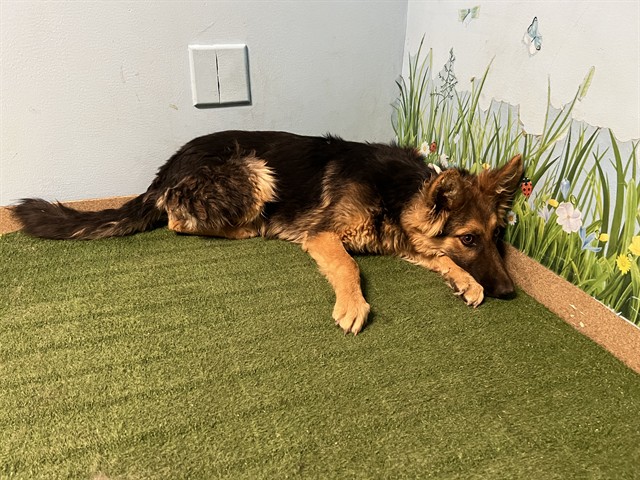 A5793302, a German Shepherd, available for adoption