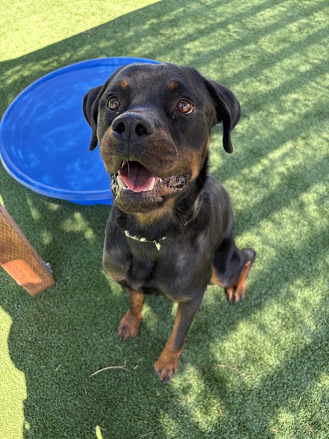 Adoptable pet photo