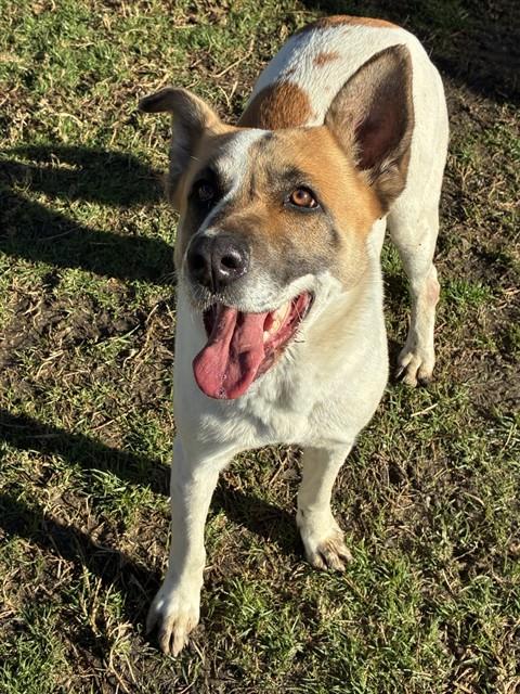 Adoptable pet photo