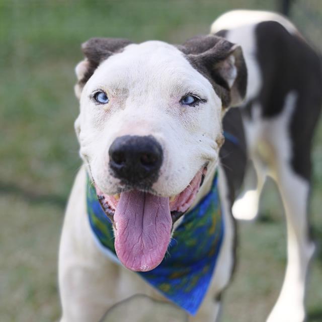 Adoptable pet photo