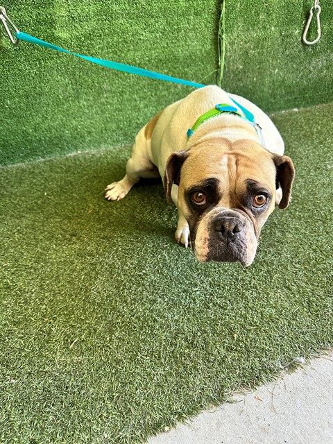 Adoptable pet photo