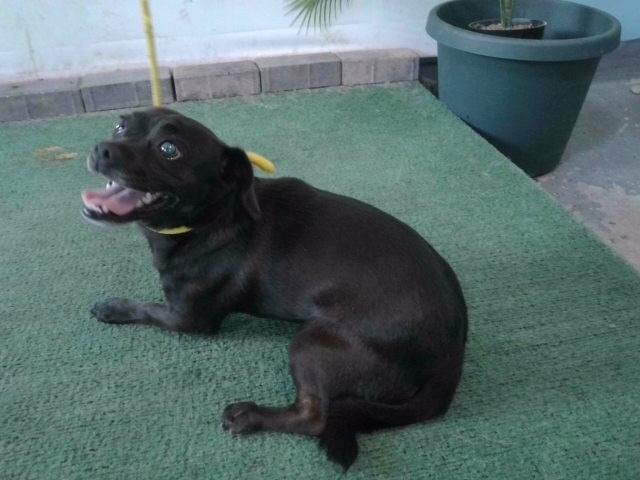 Adoptable pet photo