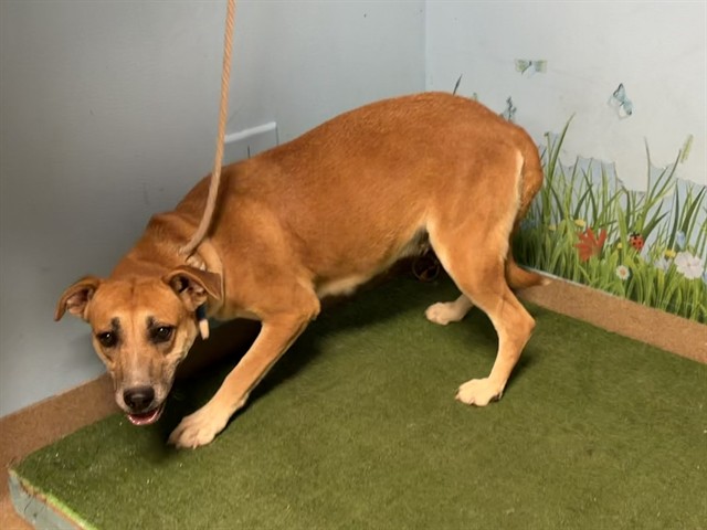 Adoptable pet photo