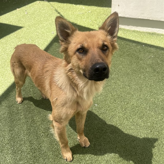 Adoptable pet photo