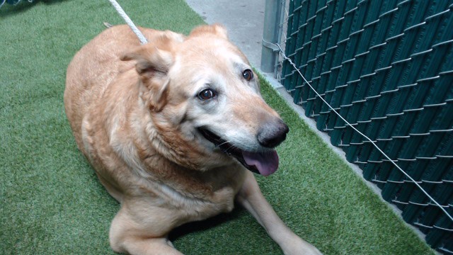 Adoptable pet photo
