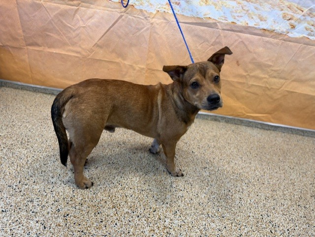 Adoptable pet photo