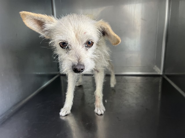 Smurf, a Terrier, available for adoption
