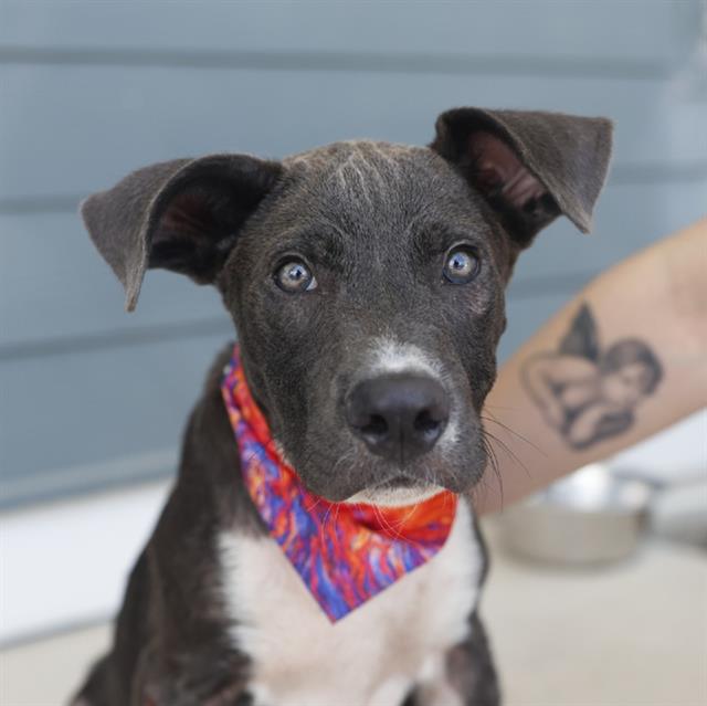 Pluma, a Blue Lacy, available for adoption
