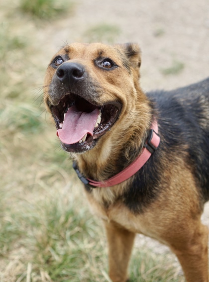 Lil Inez, a Shepherd, available for adoption