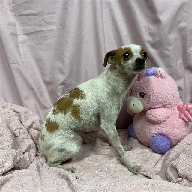 Caramel, a Chihuahua, available for adoption