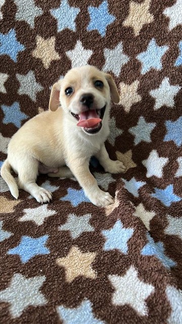 A5796632, a Chihuahua, available for adoption