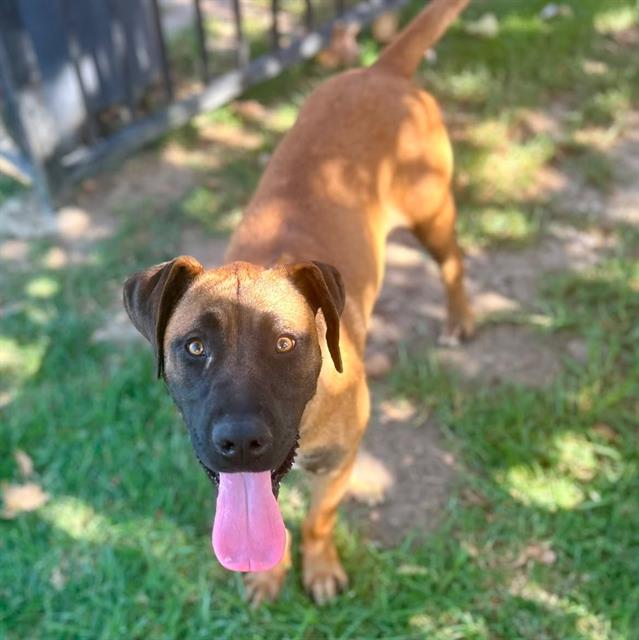 Jake, a Belgian Shepherd Malinois (mix breed), available for adoption