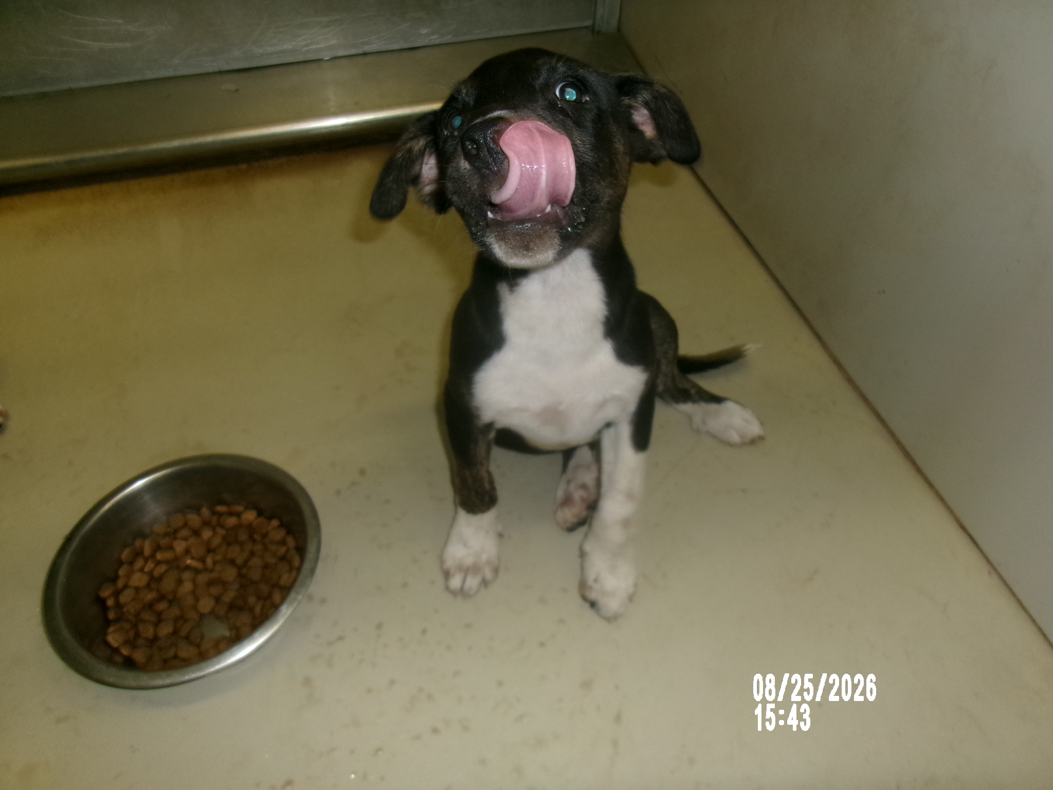 Petunia, a Terrier (mix breed), available for adoption