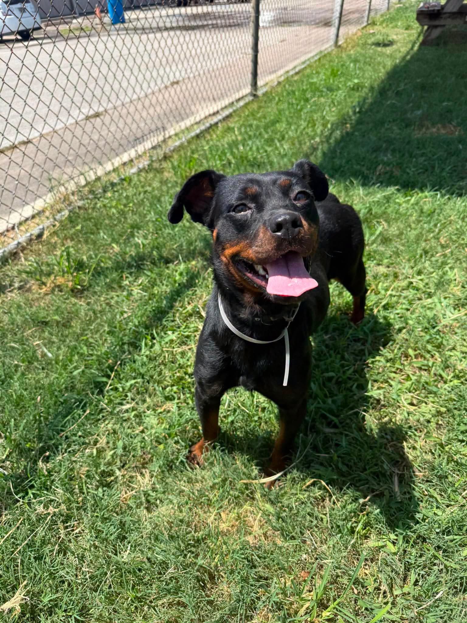Cherry, a Rottweiler, available for adoption