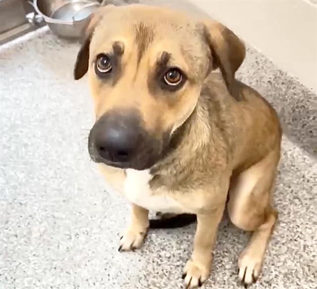 Cora, a Shepherd (mix breed), available for adoption