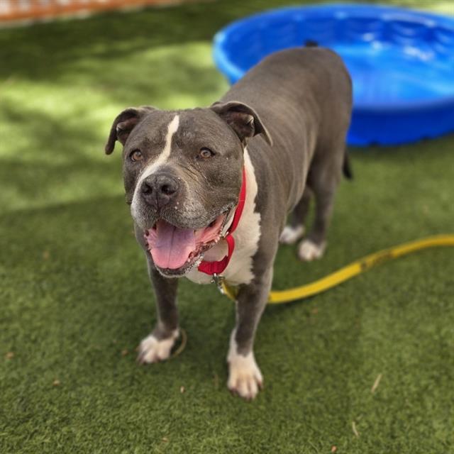Drizzle, a Pit Bull Terrier, available for adoption