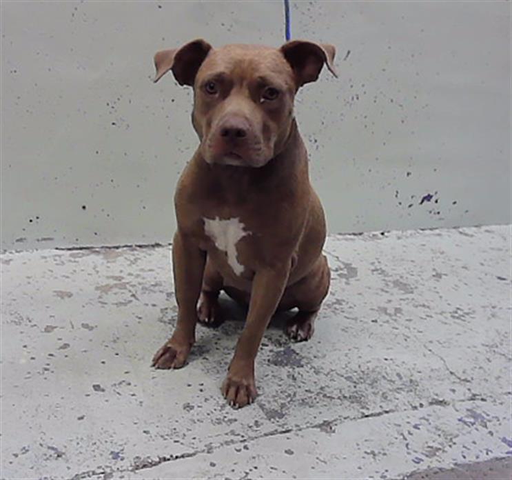 Madrid, a Staffordshire Bull Terrier (mix breed), available for adoption