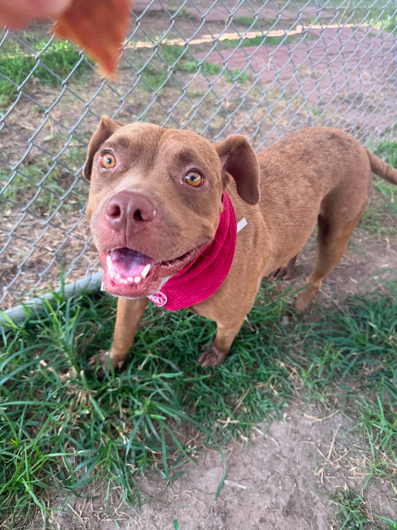 Other Photos of thie Dog