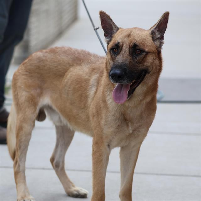Mick, a German Shepherd, available for adoption