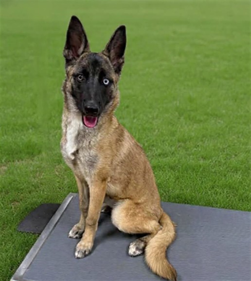 Amelia, a Belgian Shepherd Malinois, available for adoption