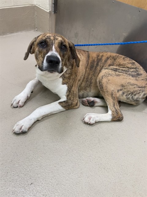 Basia, a Mountain Cur (mix breed), available for adoption