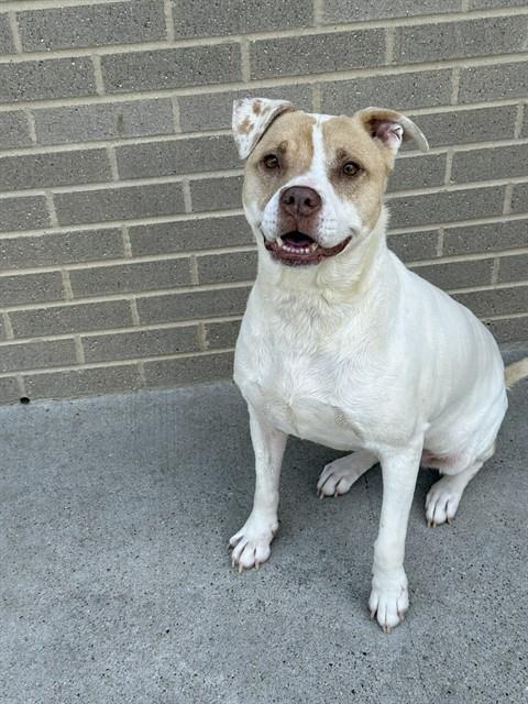 Diamond, a American Staffordshire Terrier (mix breed), available for adoption