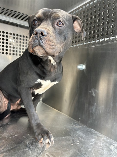 A480273, a Pit Bull Terrier (mix breed), available for adoption