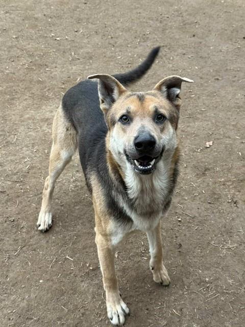 D.O.G., a German Shepherd (mix breed), available for adoption