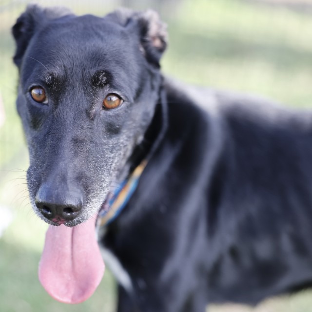 Chanel, a Labrador Retriever, available for adoption