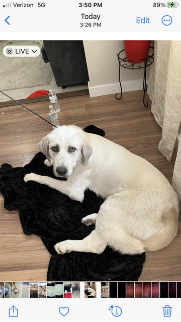 Adam, a Great Pyrenees (mix breed), available for adoption