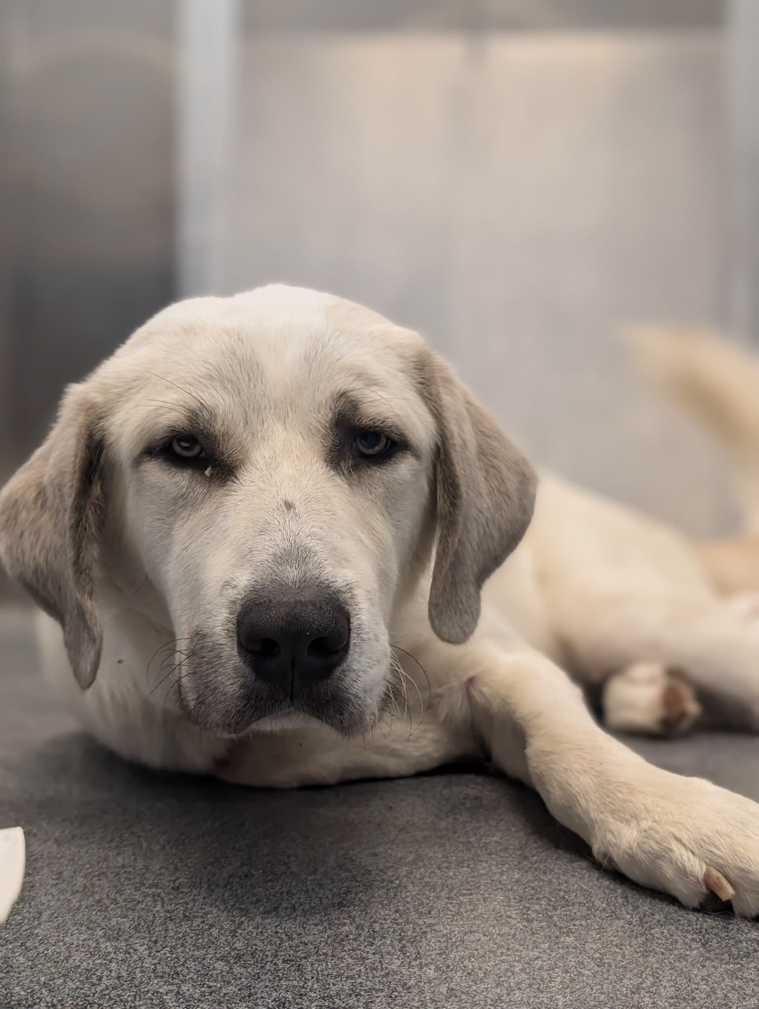 Adam, a Great Pyrenees (mix breed), available for adoption