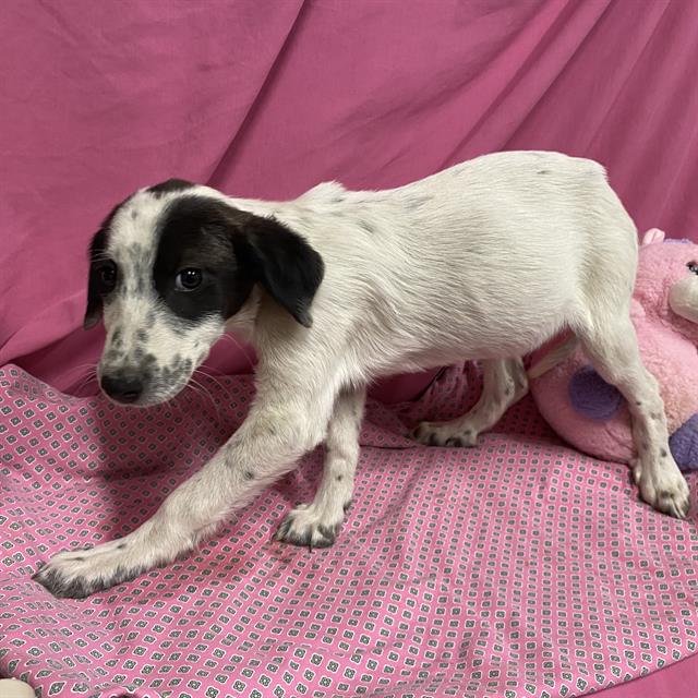 Darla, a Border Collie, available for adoption